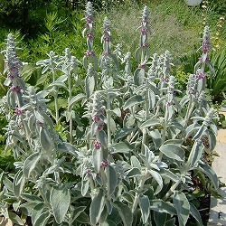 ラムズイヤー（スタキス）：ビザンチナ3-3.5号ポット 12株セット