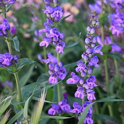 [送料無料]ペンステモン：ストリクタス3-3.5号ポット 24株セット