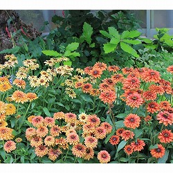 [送料無料]ルドベキア：サハラ3-3.5号ポット 24株セット