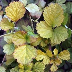 [送料無料]ルブス　サンシャインスプレンダー3-3.5号ポット 24株セット