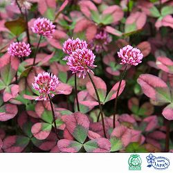 [送料無料]クローバー：ティントワイン3号ポット 24株セット