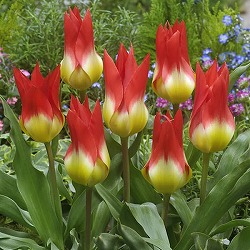 チューリップ：フレームズミステリー4球入り