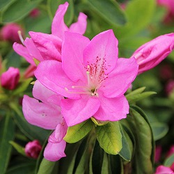平戸ツツジ：紅石楠花5号ポット5株セット