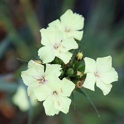 ダイアンサス：ナッピーイエローハーモニー3-3.5号ポット 12株セット