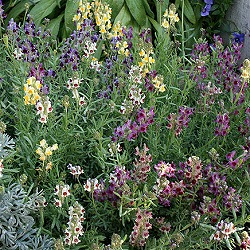 リナリア：リップルストーンミックス3-3.5号ポット 12株セット