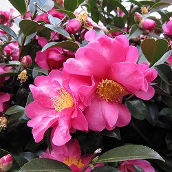 [送料無料]寒椿（カンツバキ）：ハイカン（這寒椿）赤花5号ポット 8株セット