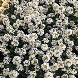 [送料無料]アリッサム：アルールレモン3.5号ポット 24株セット