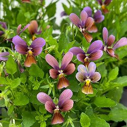 神戸ビオラ：リトルバニー　パープルブラウン3～3.5号ポット 6株セット