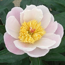 シャクヤク（芍薬）：雪の雫（ゆきのしずく）4号ポット