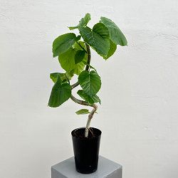フィカス：ウンベラータ（曲がり）　5号ポット