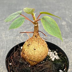 フィカス：ぺティオラリス　2.5号ポット