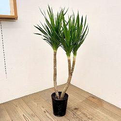 ドラセナ：カンボジアーナ6号
