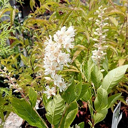 アメリカリョウブ：バニラスパイス3.5-4号ポット