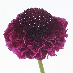 スカビオサ：スクープ レッドベルベット3.5号ポット 12株セット