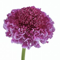 スカビオサ：フォーカルスクープ バイカラーピンク3.5号ポット 12株セット