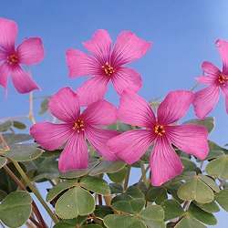 オキザリス：バリアビリス　ローズ３号ポット 2株セットy