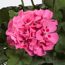 ゼラニウム：ツーインワン　ピンクスプラッシュ5号鉢植え
