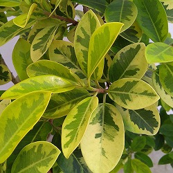 [送料無料]フランスゴムノキ・幸（ユキ）曲がり　8号鉢植え