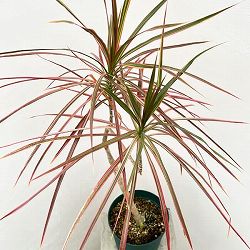 ドラセナ：コンシンネ レインボー 6号