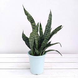 サンセベリア(サンスベリア)：ゼラニカ4号鉢植え