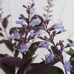 [26年6月中下旬予約]西洋ニンジンボク：パープル3.5号ポット（ミツバハマゴウ・プルプレア）