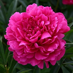 [26年10月中下旬予約]シャクヤク（芍薬）：カンサス6号ポット