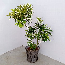 [送料無料]フランスゴムノキ・幸（ユキ）曲がり　8号鉢植え・バスケット入り