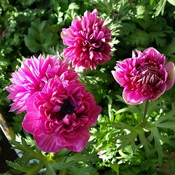 アネモネ：凛々花（リリカ）オーキッド3.5号ポット 6株セット