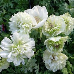 アネモネ：凛々花（リリカ）ホワイト3.5号ポット 6株セット