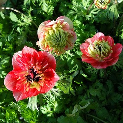 アネモネ：凛々花（リリカ）スカーレット3.5号ポット 6株セット