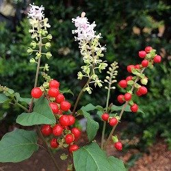 分割シリーズ：ジュズサンゴ赤実3株植え3.5号ポット