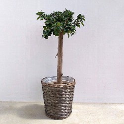 [送料無料]パンダガジュマル　8号鉢植えウイローバスケット入り