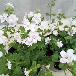 バラ咲きバコパ：スコーピア（コピアダブル）ピンクパール3号ロングポット