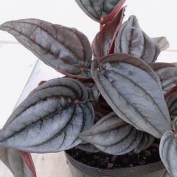 ぺぺロミア ：メンドーサ3号ポット