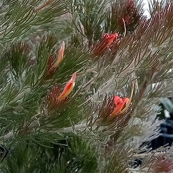 [ザ・ファームセレクト]アデナントス：ルーラタン5号鉢植え