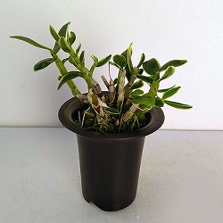 チョウセイラン（長生蘭）：富士鶴（ふじづる）2.5号鉢植え