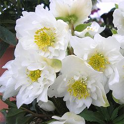 クリスマスローズ：*ダブルファンタジー5号鉢