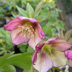 [26年1月中下旬予約]クリスマスローズ：*プチドール彩（あや）5号鉢