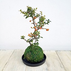 ハイシタンの苔玉仕立て　受け皿付き