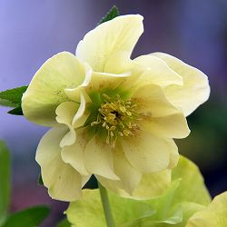 ま*️様 1152 ⭐️超レア⭐️【ハート❤️利休】クリスマスローズ ま*️様 1152 ⭐️超レア⭐️【ハート❤️利休】クリスマスローズ