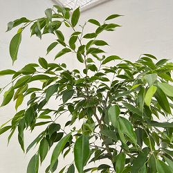 [送料無料]フィカス：ベンジャミン　ヌダ　9号鉢植え