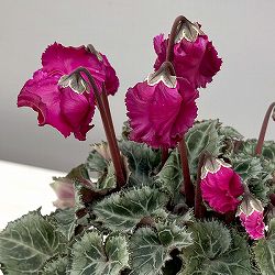 シクラメン：クロシェット（濃ピンク系）3号ポット