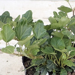 ヘデラ（アイビー）：ダックフット2.5号ポット 2株セット