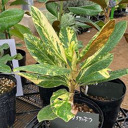 斑入りタイサンボク6号ポット