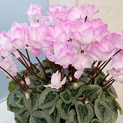 シクラメン：フェアリーピコ　ストロベリーフラッペ5号鉢植え