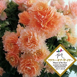 ×エラチオールベゴニア：ルネッサンスプットネオ（NEO）4号鉢植え