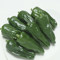 [送料無料][26年4月下旬予約]ピーマン：京みどり接木苗3号ポット 24株セット