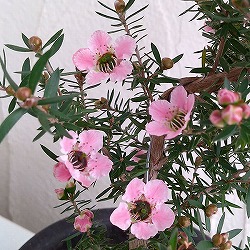 サクラギョリュウバイ（一重咲き）4.5号ポット