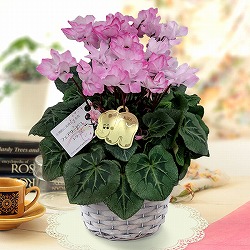 [ギフトに]シクラメン：フェアリーピコ　ストロベリーフラッペ5号鉢植え【カゴ入】グレー