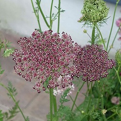 [26年2月中下旬予約]ダウカス：ダーラ3.5号ポット